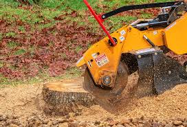 Best Tree Health Inspection  in Sag Harbor, NY