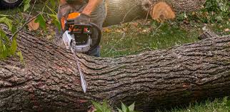 Best Leaf Removal  in Sag Harbor, NY