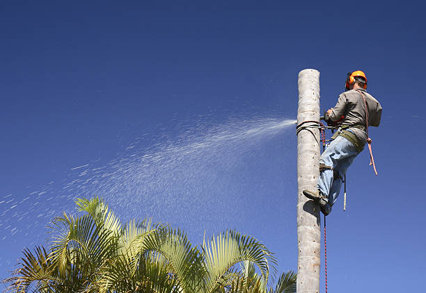 Best Tree Risk Assessment  in Sag Harbor, NY