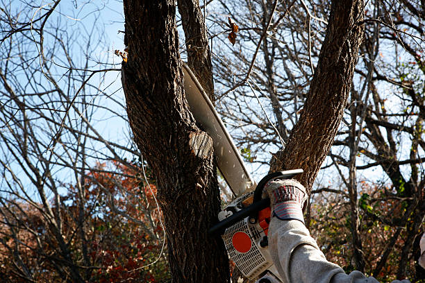 Best Pest Control for Lawns  in Sag Harbor, NY