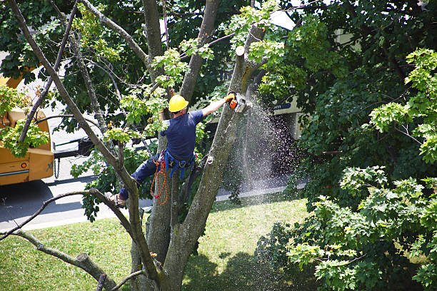 Seasonal Cleanup (Spring/Fall) in Sag Harbor, NY
