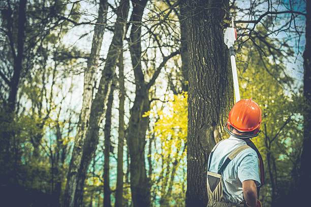 Best Arborist Consultation Services  in Sag Harbor, NY