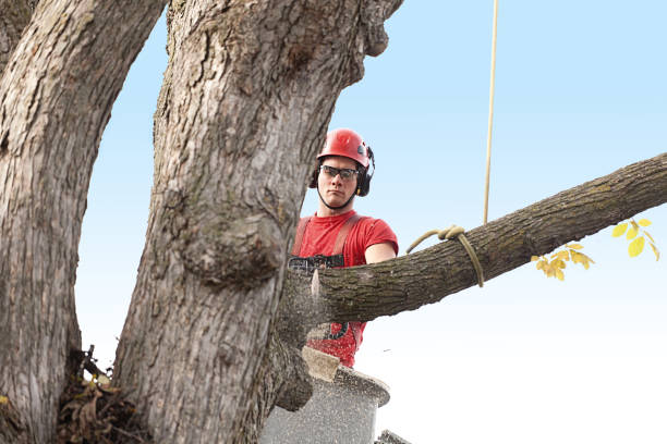 Best Tree Maintenance Programs  in Sag Harbor, NY